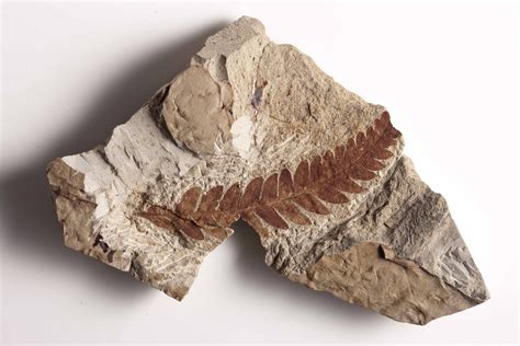 Fossil .
